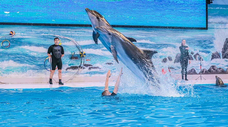 Dolphin_and_SealShow
